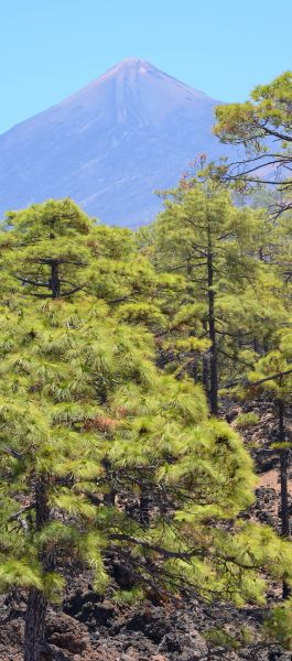 Tenerife - Vulcano Teide