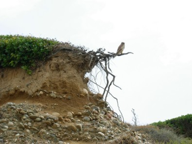 Porto Paglia - Falco