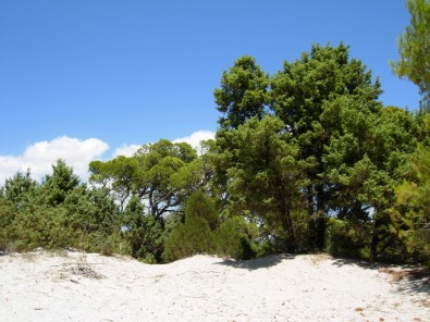 Porto Pino - Pini d'Aleppo