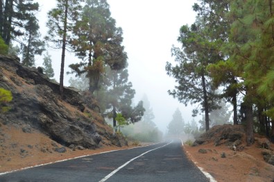 Tenerife - Pini nella nebbia