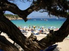 Ibiza - I pini di Cala Bassa