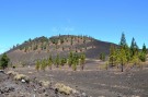 Vulcano Teide - Pini sulla lava